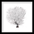 black sea fan white landscape frame by peek a blue